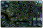 Zombie Eye Zoanthids